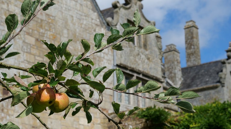 Sunny view of apples growing on branches in front of a stone manor house, with blue sky above